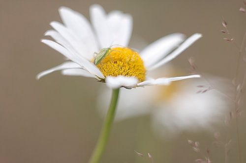 De margriet