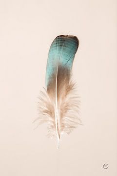 Floating Feathers IV, Nathan Larson