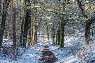 Pad door sneeuw in het bos van Patrick Verhoef