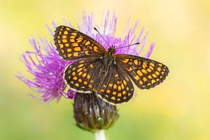 Baldrian-Scheckenfalter (Melitaea diamina)