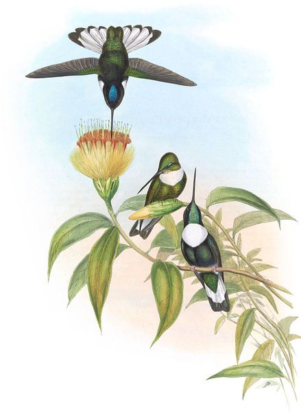 Green-Hhroated Inca, John Gould von Hummingbirds