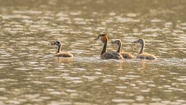 grebe with boy by Ria Bloemendaal