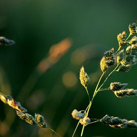 Reetgras von Linda de Klein