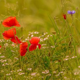 Poppies in the cornfield by Friedhelm Peters