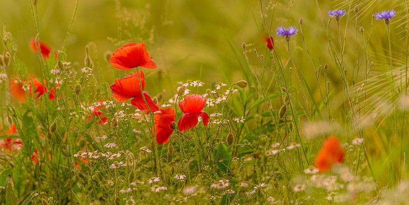 Poppies in the cornfield by Friedhelm Peters