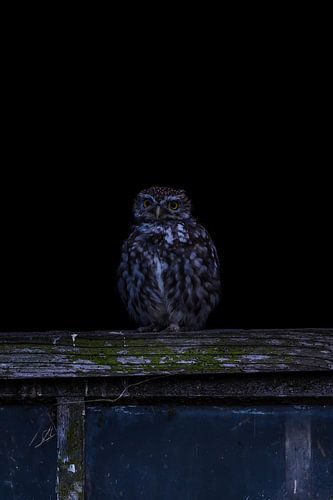 Little owl on the lookout in wooden window