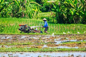 Agriculteur local au travail dans une rizière de Bali
