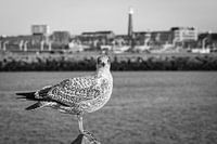 Gull