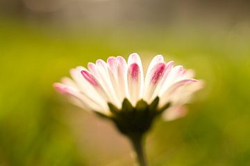 Madeliefje met bokeh van Martin Köbsch