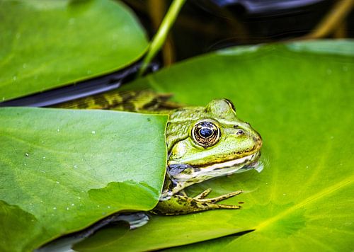 Grenouille de la digue