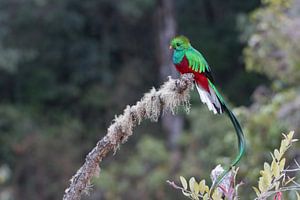 De quetzal in het Los Quetzales Nationaal Park.
