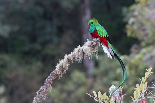 De quetzal in het Los Quetzales Nationaal Park.
