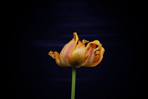 gele tulp aan het eind van haar bloei met subtiele achtergrond