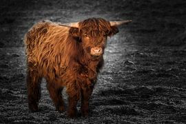 Young Scottish highlander bull in a black and white background by Miny'S