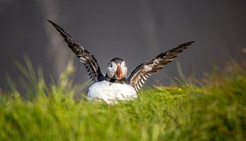 Puffin poses by Ferry D