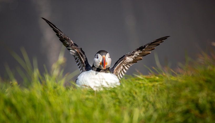 Poses de macareux par Ferry D
