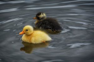 Gelb und Schwarz