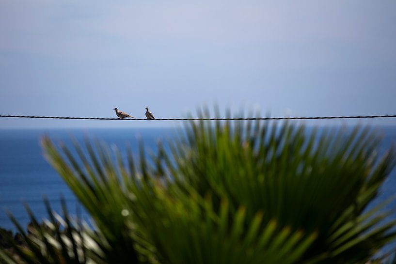 Two doves by Jelmer Reyntjes