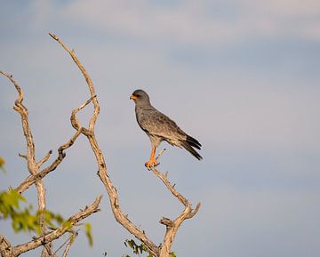 Grey-shouldered singing goshawk sitting on a branch in Namibia, Africa by Patrick Groß