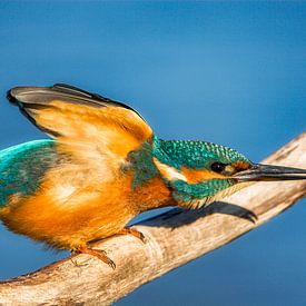 European kingfisher (') by Alain Gaymard
