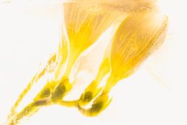 White freesias in ice 1 by Marc Heiligenstein