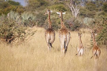 Giraffe family on a walk on the savannah