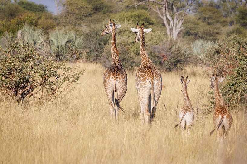 Giraffe family on a walk on the savannah by Eddie Meijer