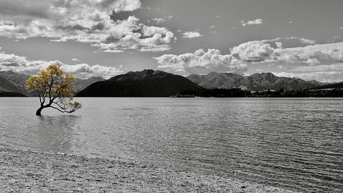 De Gouden Wanaka Tree: Kleurrijk Accent in Zwart-Wit