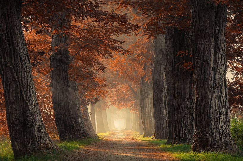 Weg durch Akazienbäume mit braunen Blättern von Rob Visser