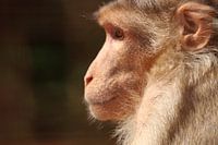 Profile of a monkey