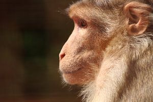 Profil d'un singe