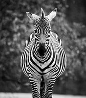 Zebra Portret