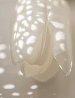 Witte tulp in zonlicht