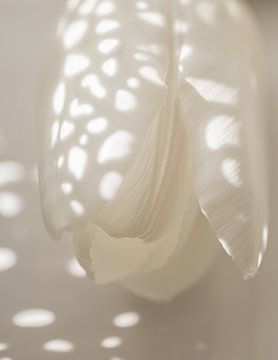 Witte tulp in zonlicht van Sandra Hogenes