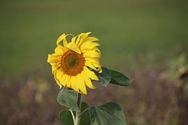 Zonnebloem von Renato Hermsen