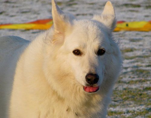 Hond  van Robbert van der Linden