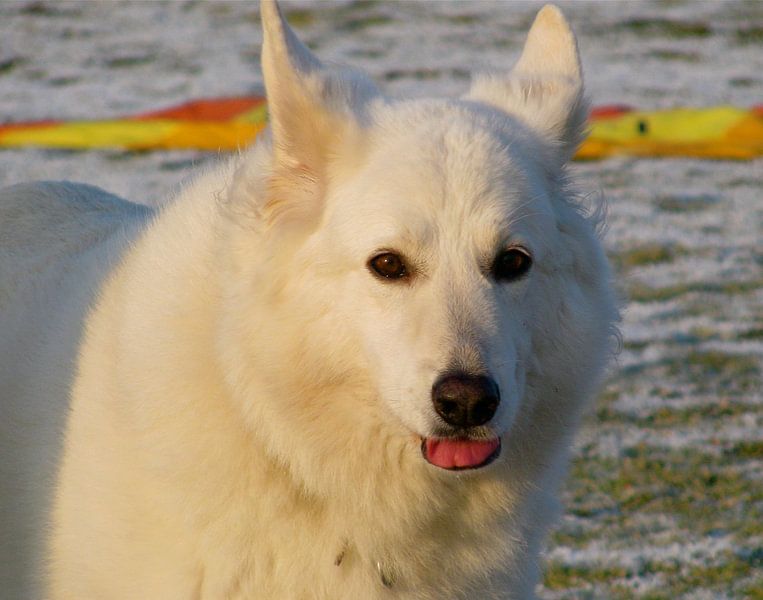 Hond  by Robbert van der Linden