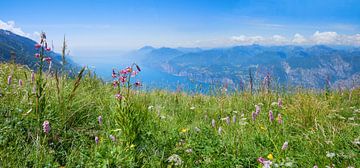 flower meadow at monte baldo mountain by SusaZoom