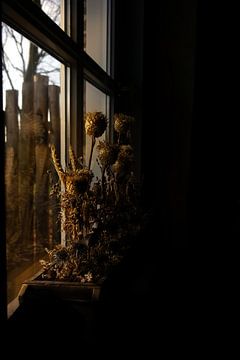 Die Morgensonne fällt auf getrocknete Blumen von Geert Van Baelen