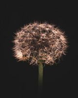Golden dandelion
