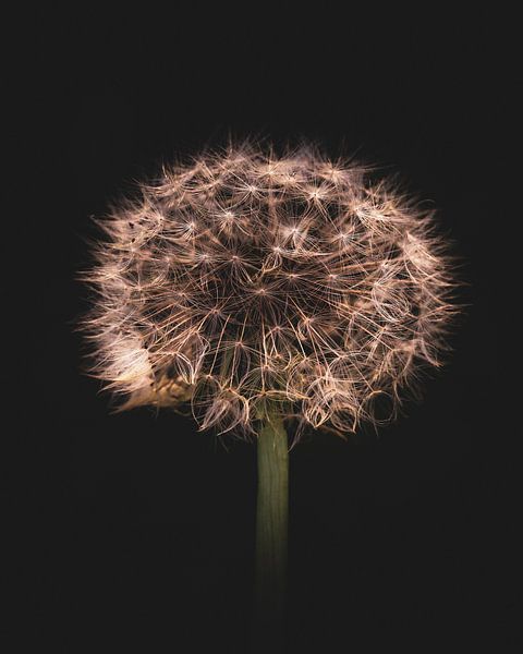Golden dandelion by honey_m_i_l_k_photo