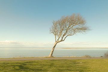 Eenzame boom van Michael Schulz-Dostal
