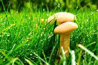 Champignons Perles d'eau