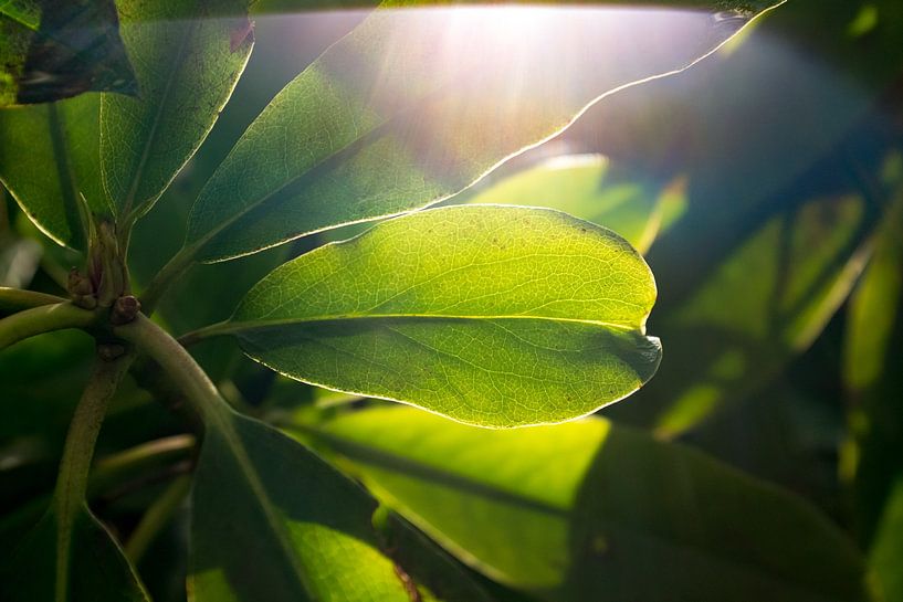 art botanique, feuille verte avec des veines par Karijn | Fine art Natuur en Reis Fotografie