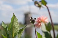 Flower with mill by Ronald Blonk thumbnail