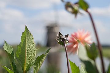 Flower with mill by Ronald Blonk