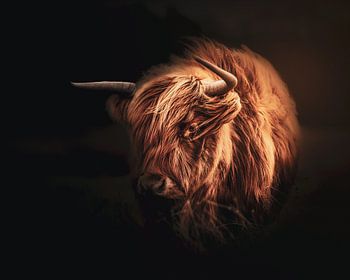 Schottischer Highlander in schönem weichen Licht