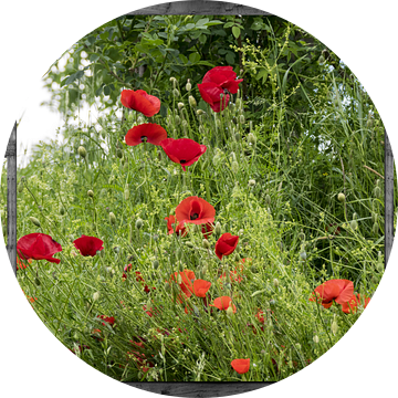 Window view -  papavers