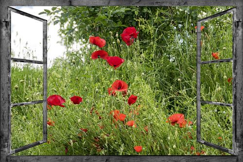 Vue de la fenêtre - pavots