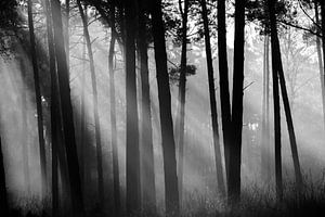 Zonnestralen door het dennenbos van Bert Kok